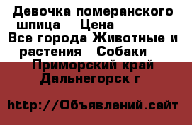 Девочка померанского шпица. › Цена ­ 40 000 - Все города Животные и растения » Собаки   . Приморский край,Дальнегорск г.
